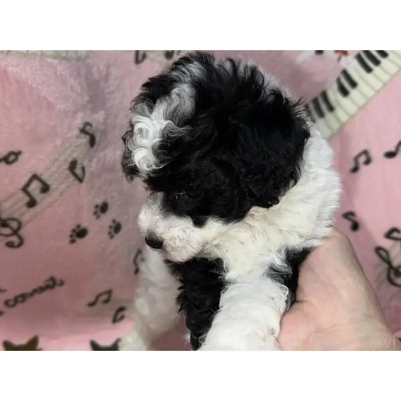 販売中の福岡県のトイプードル-454395の14枚目