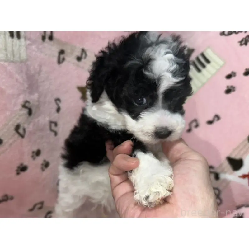 販売中の福岡県のトイプードル-454395の13枚目