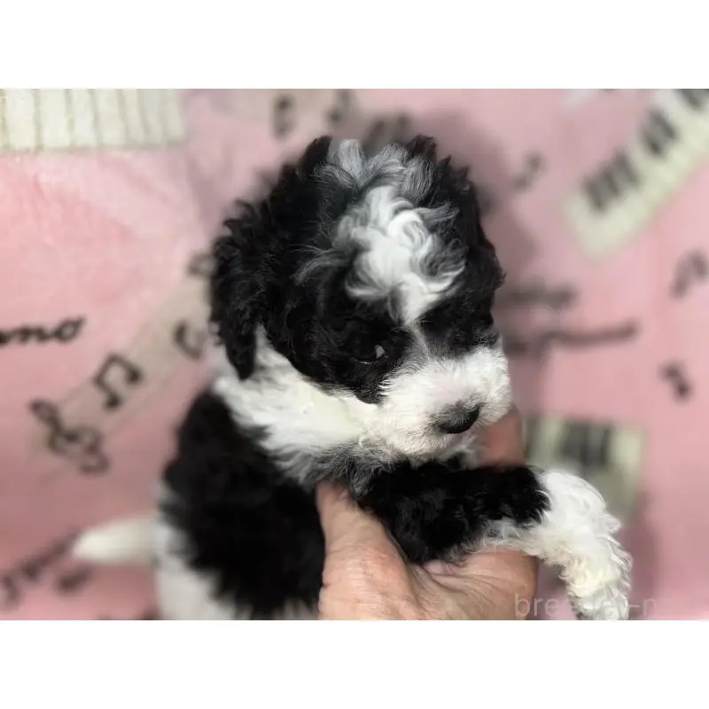 販売中の福岡県のトイプードル-454395の12枚目