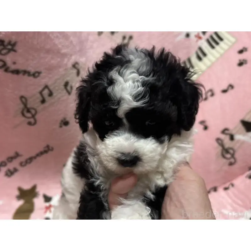 販売中の福岡県のトイプードル-454395の10枚目