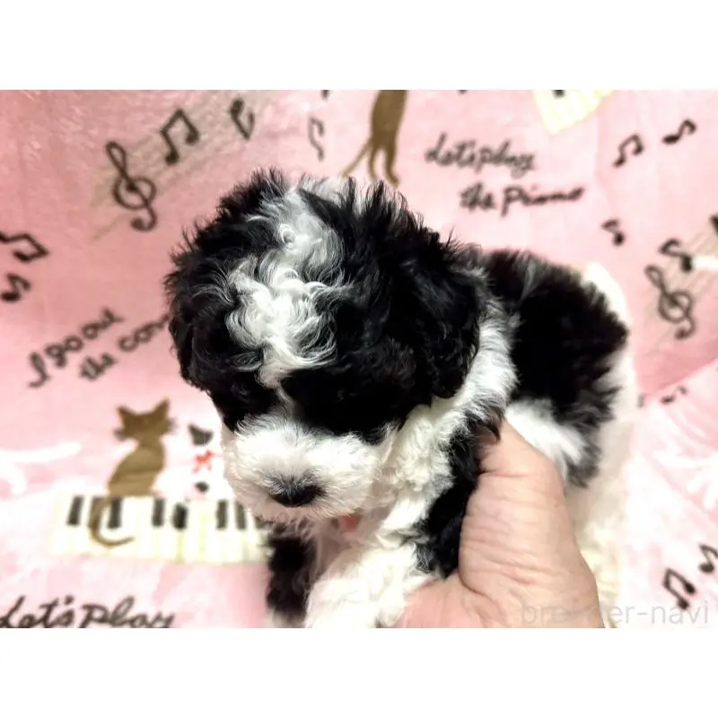 販売中の福岡県のトイプードル-454395の9枚目