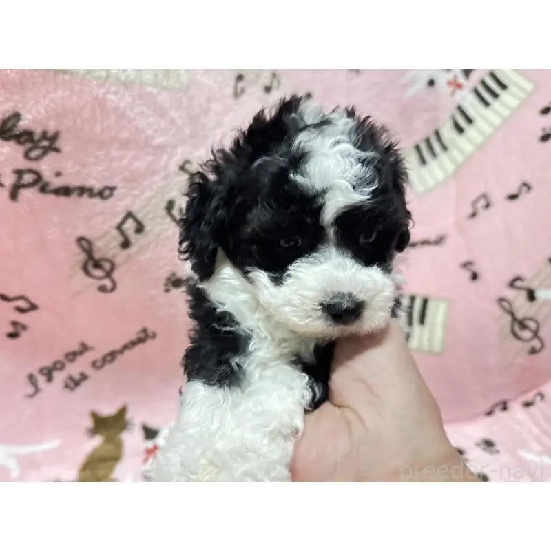 販売中の福岡県のトイプードル-454395の8枚目