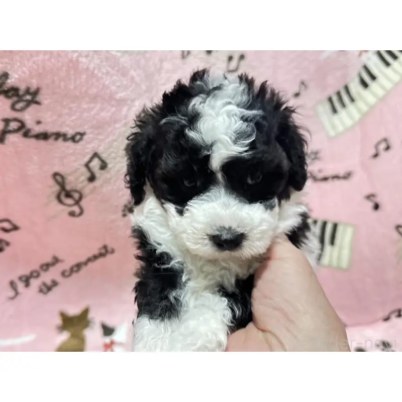 販売中の福岡県のトイプードル-454395の7枚目