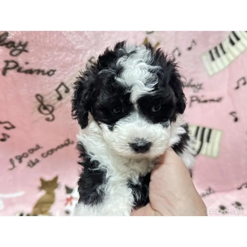 販売中の福岡県のトイプードル-454395の6枚目