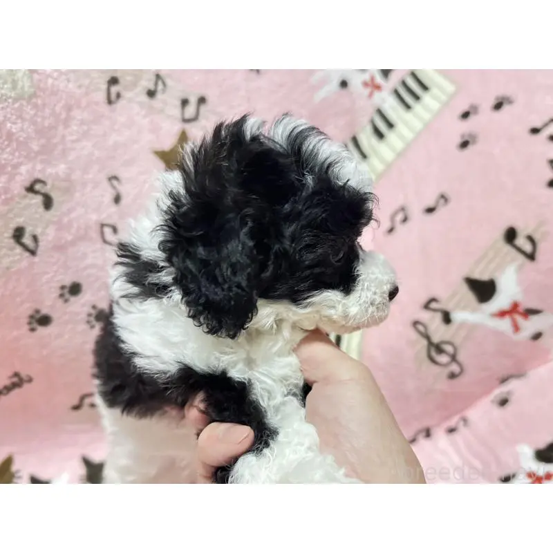 販売中の福岡県のトイプードル-454395の5枚目