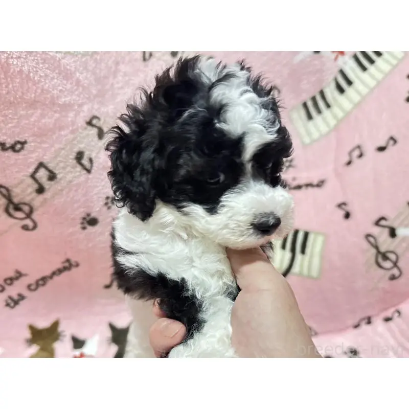 販売中の福岡県のトイプードル-454395の4枚目