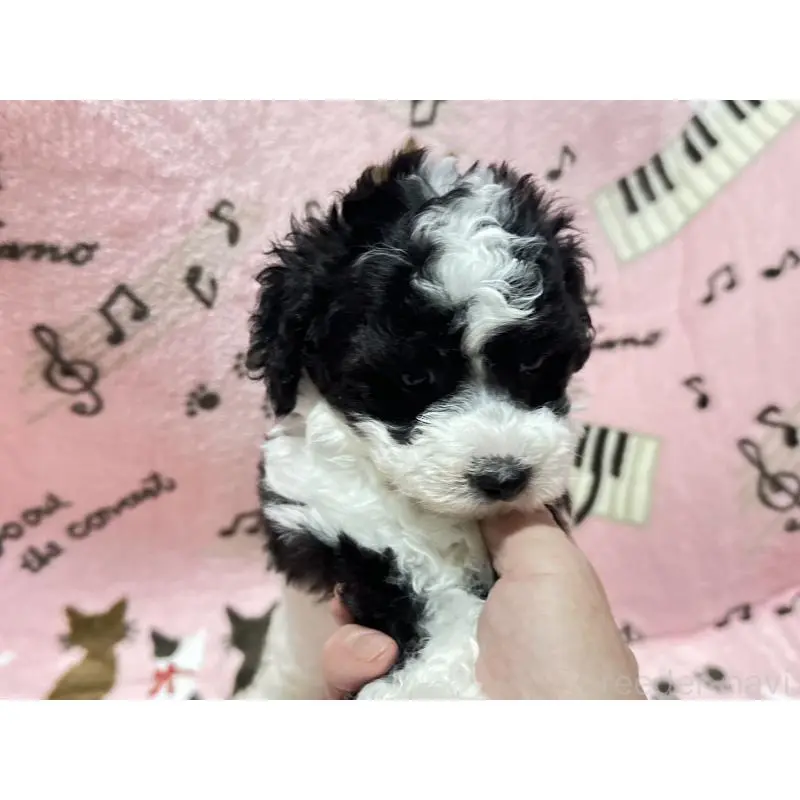 販売中の福岡県のトイプードル-454395の3枚目