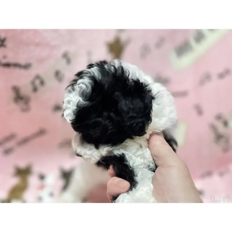 販売中の福岡県のトイプードル-454395の2枚目