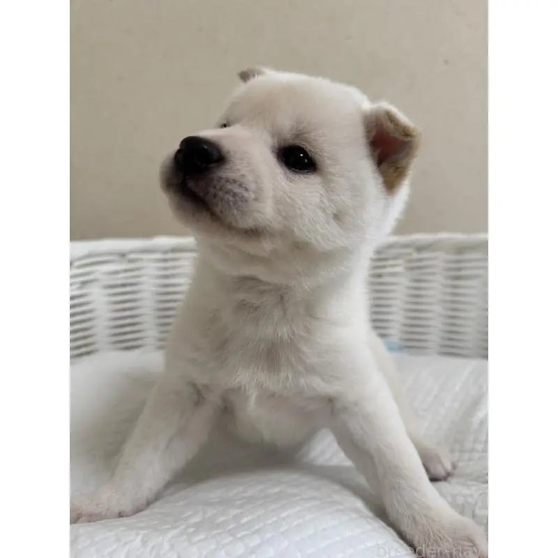 販売中の兵庫県の豆柴-454397の7枚目