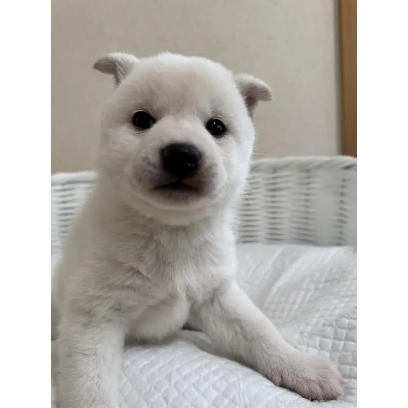 販売中の兵庫県の豆柴-454397の6枚目