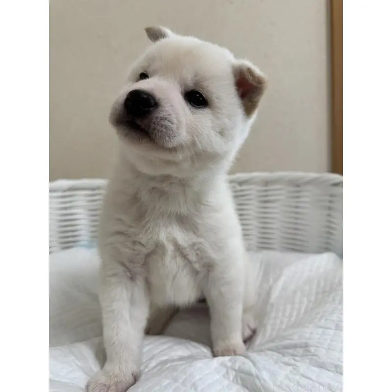 販売中の兵庫県の豆柴-454397の5枚目