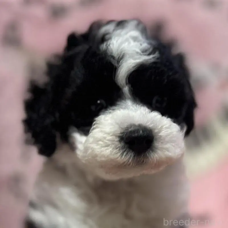 ♂︎トイプードル