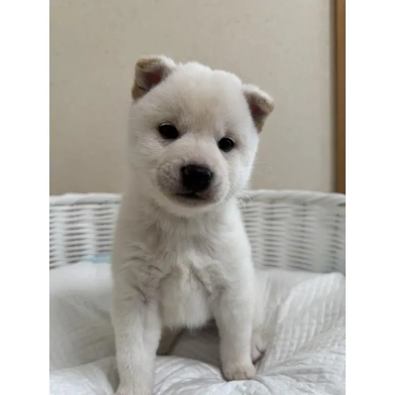 販売中の兵庫県の豆柴-454397の4枚目