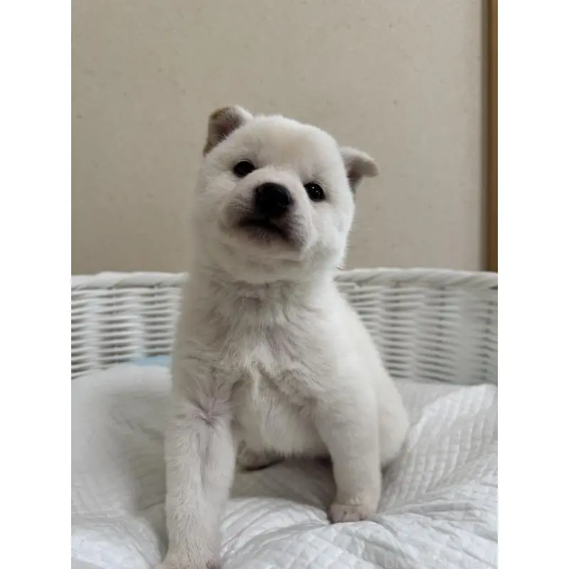 販売中の兵庫県の豆柴-454397の3枚目