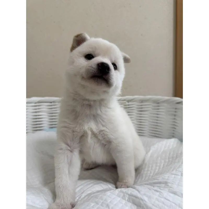 販売中の兵庫県の豆柴-454397の2枚目