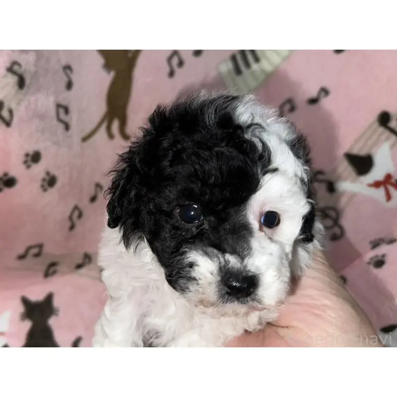 販売中の福岡県のトイプードル-454398の8枚目