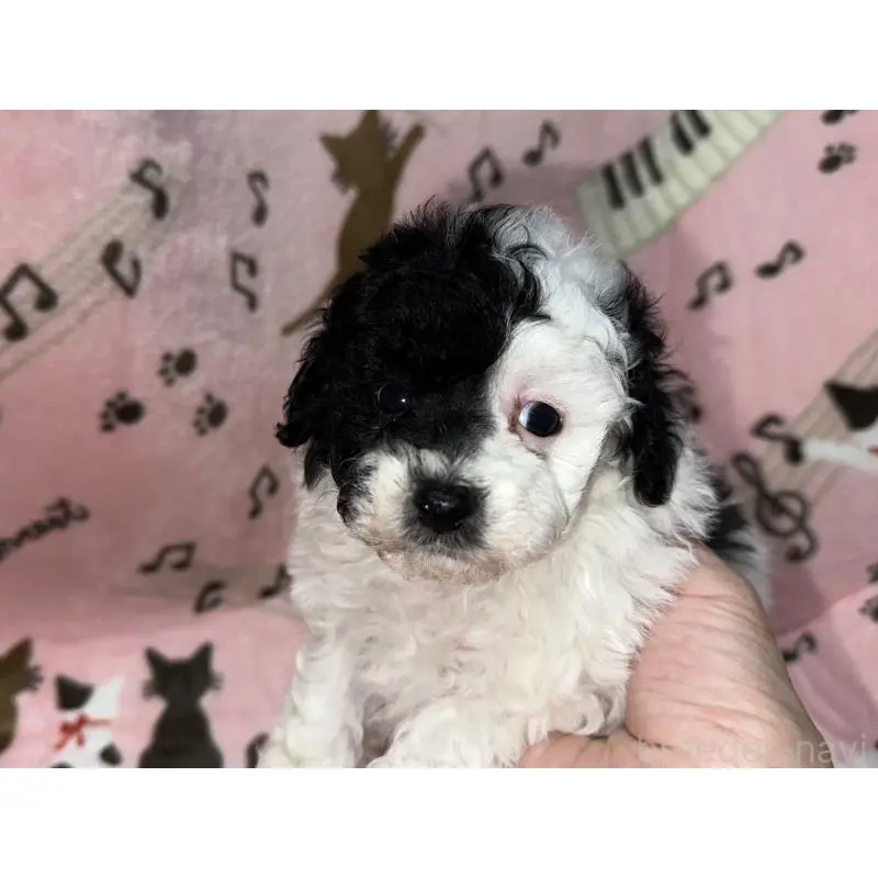 販売中の福岡県のトイプードル-454398の7枚目