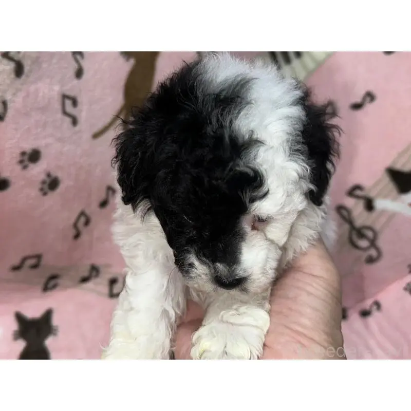 販売中の福岡県のトイプードル-454398の5枚目