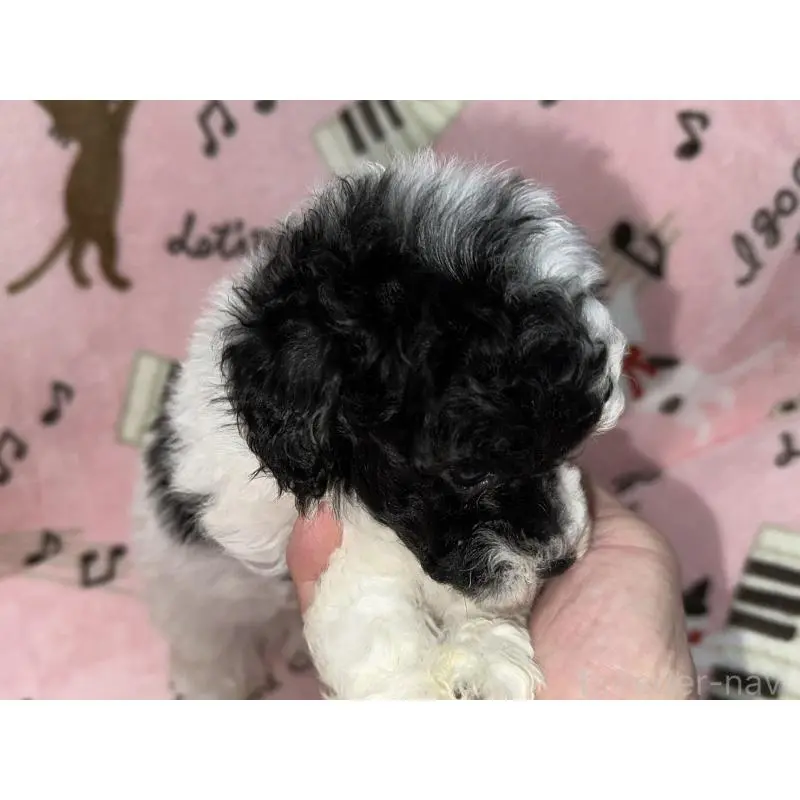 販売中の福岡県のトイプードル-454398の4枚目