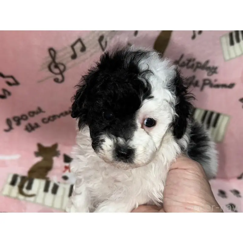 販売中の福岡県のトイプードル-454398の3枚目