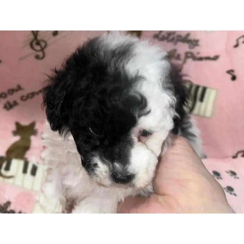 販売中の福岡県のトイプードル-454398の2枚目