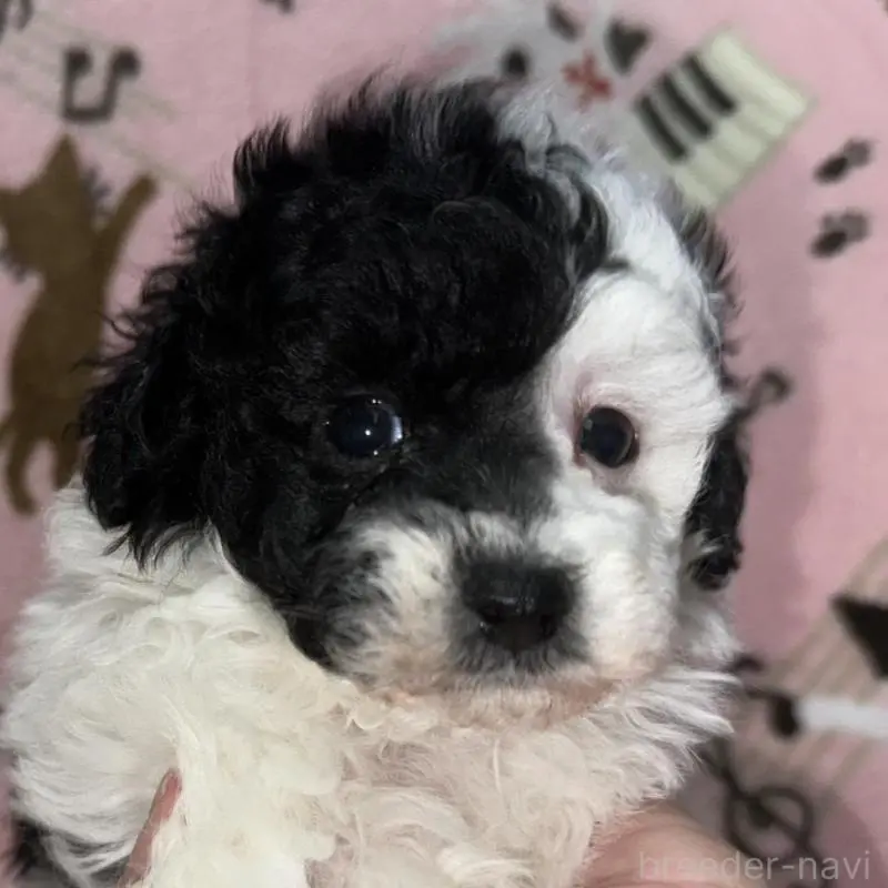 ♂︎トイプードル