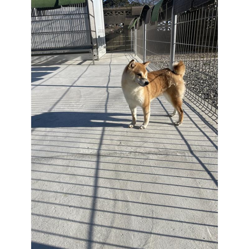 販売中の茨城県の豆柴-454402の5枚目