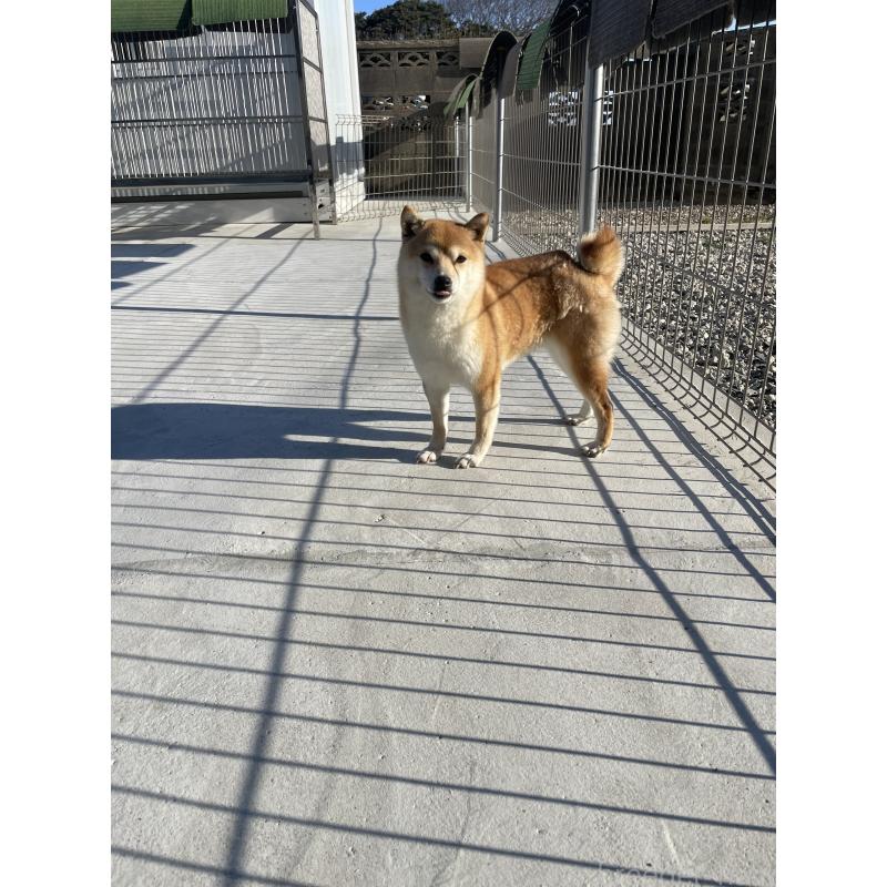 販売中の茨城県の豆柴-454402の4枚目