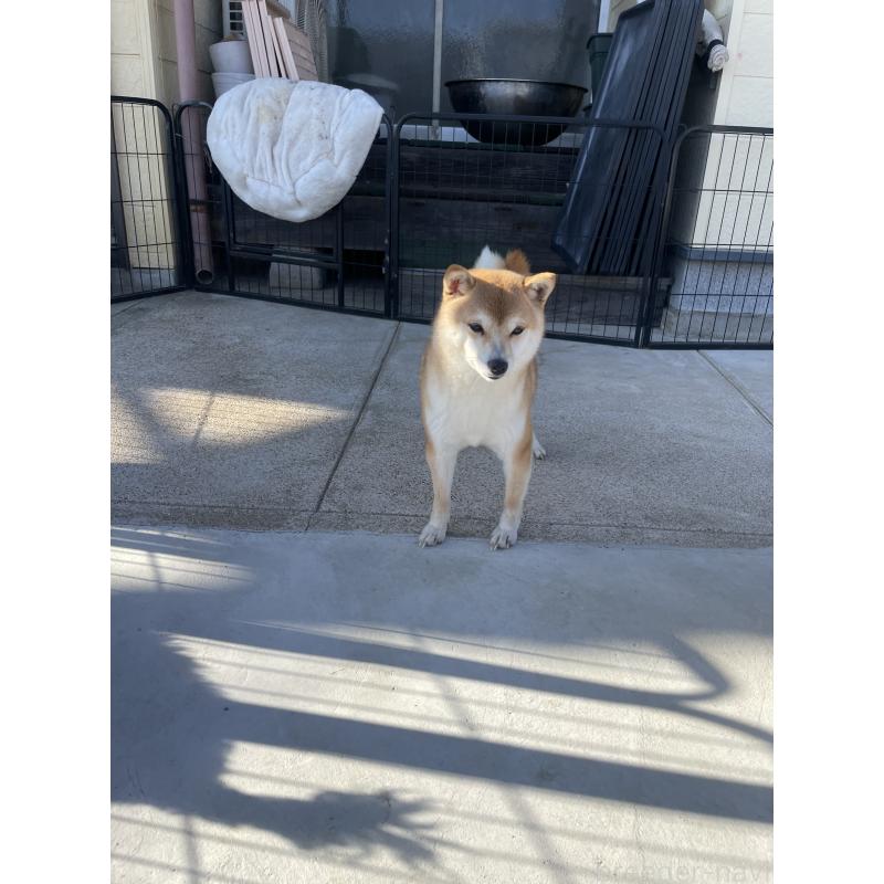 販売中の茨城県の豆柴-454402の3枚目