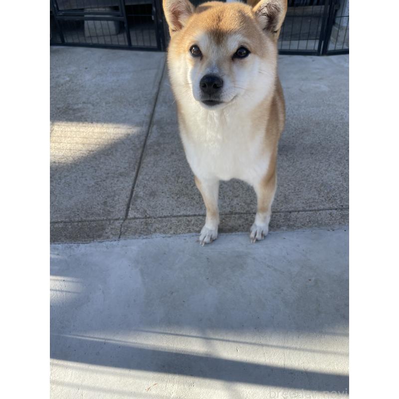 販売中の茨城県の豆柴-454402の2枚目