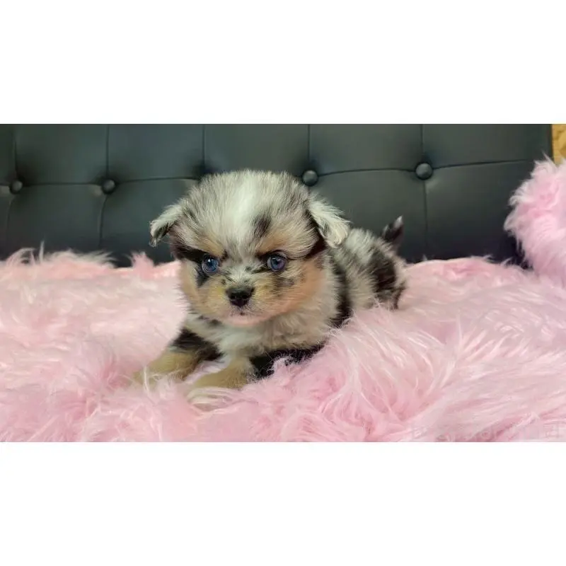 販売中の兵庫県のポメチワ:ポメラニアン×チワワ-454400の10枚目