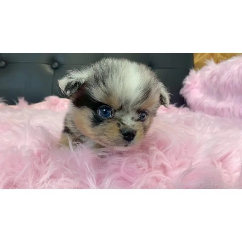 販売中の兵庫県のポメチワ:ポメラニアン×チワワ-454400の9枚目