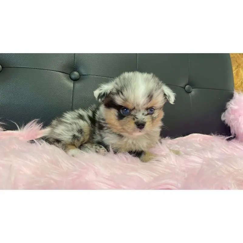 販売中の兵庫県のポメチワ:ポメラニアン×チワワ-454400の8枚目