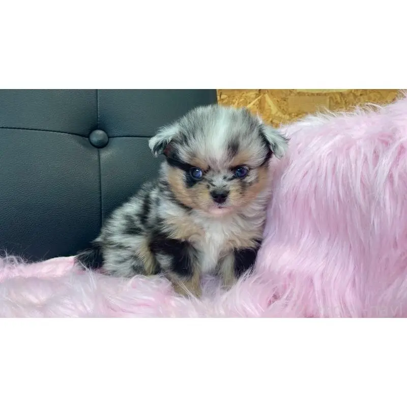 販売中の兵庫県のポメチワ:ポメラニアン×チワワ-454400の7枚目