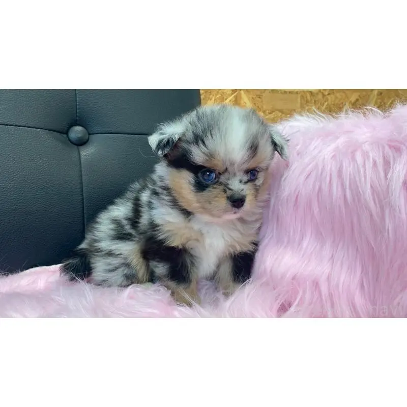 販売中の兵庫県のポメチワ:ポメラニアン×チワワ-454400の6枚目