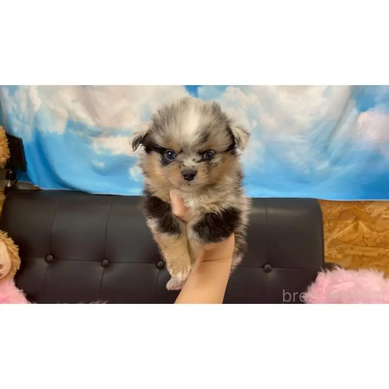 販売中の兵庫県のポメチワ:ポメラニアン×チワワ-454400の3枚目