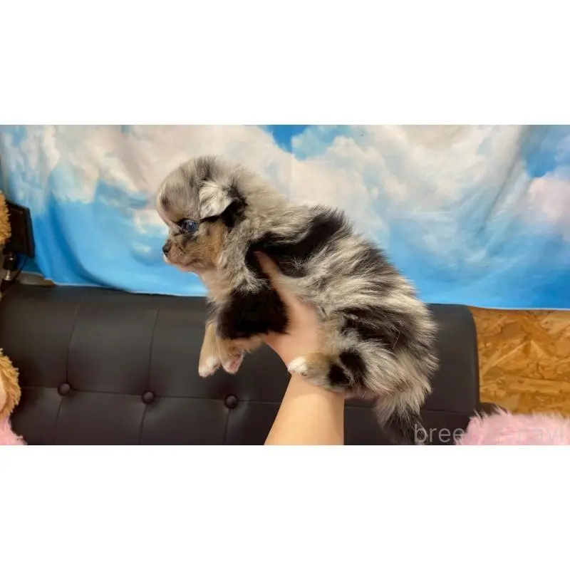 販売中の兵庫県のポメチワ:ポメラニアン×チワワ-454400の2枚目