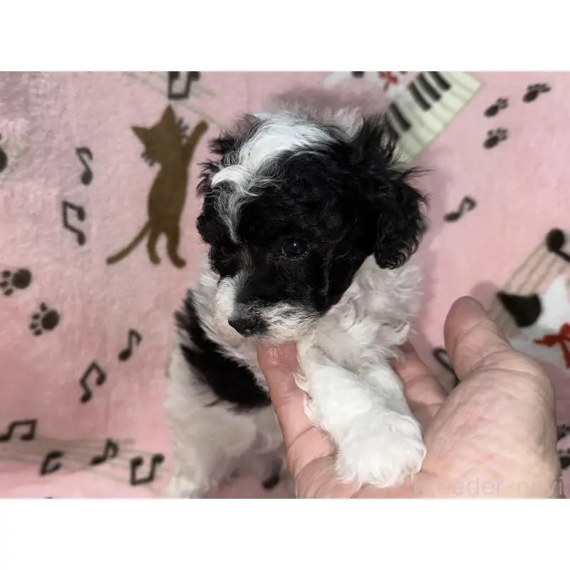 商談中の福岡県のトイプードル-454399の6枚目