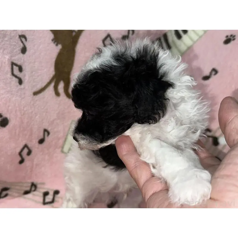 商談中の福岡県のトイプードル-454399の5枚目