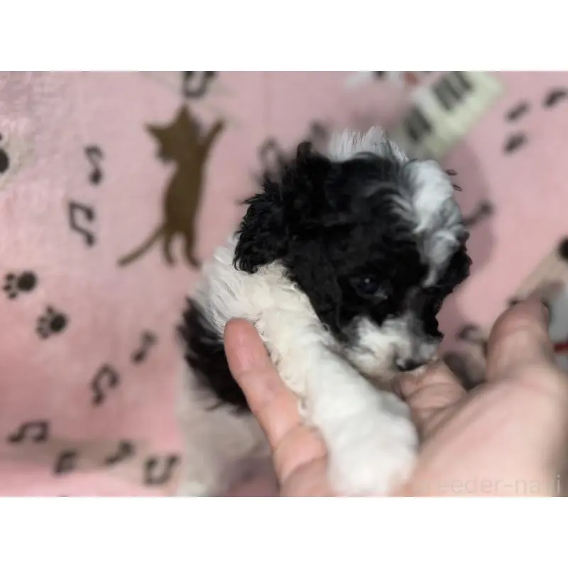 商談中の福岡県のトイプードル-454399の4枚目