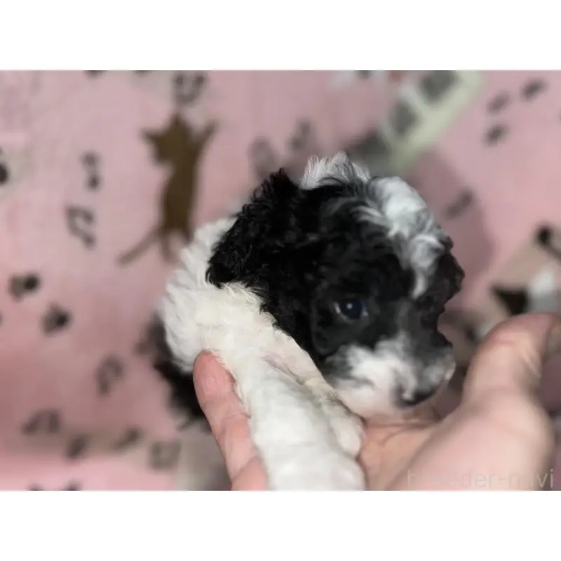 商談中の福岡県のトイプードル-454399の3枚目