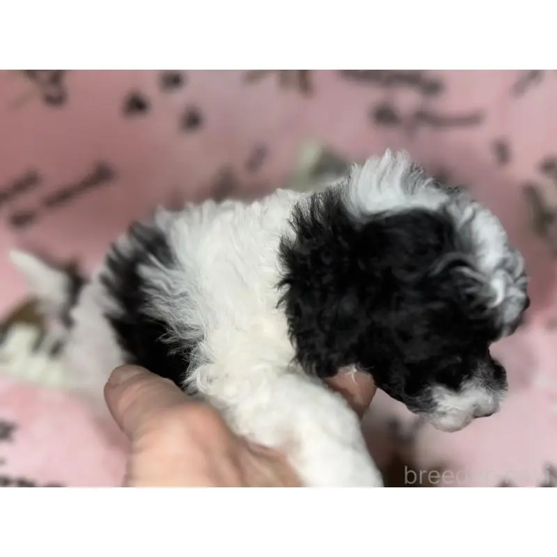 商談中の福岡県のトイプードル-454399の2枚目