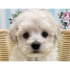 ♀︎マルプー:マルチーズ×トイプードル