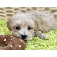 オンライン見学