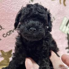 ♀︎タイニープードル