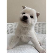 オンライン見学