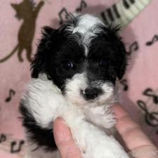 ♀︎トイプードル