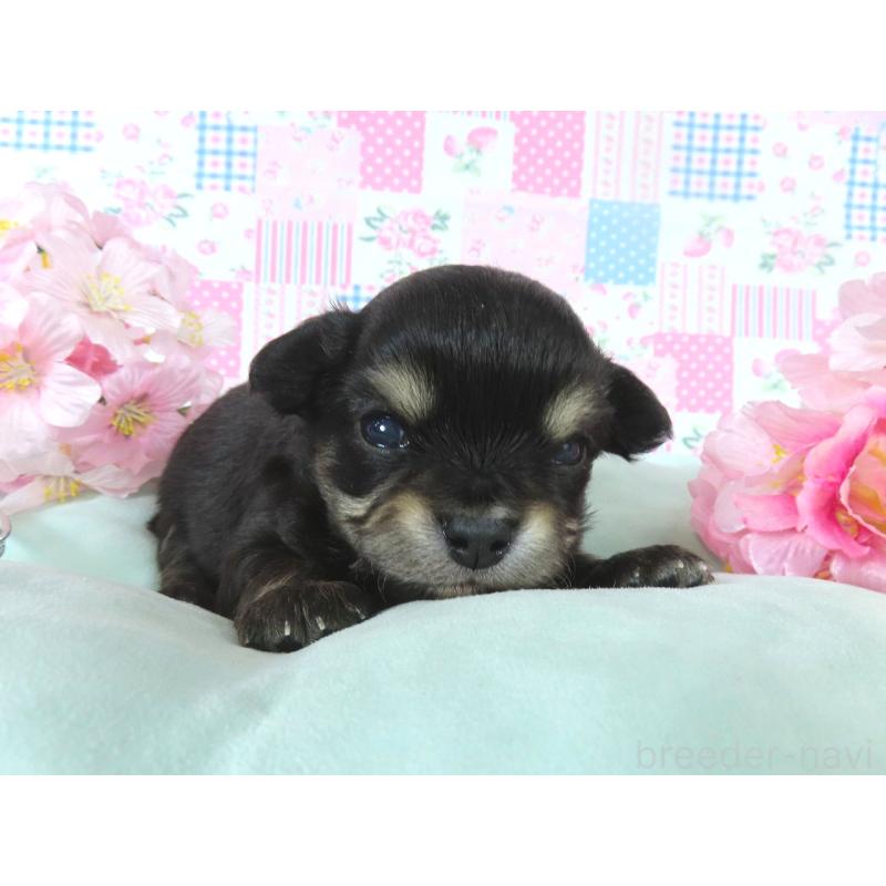 販売中の千葉県のチワワ(ロングコート)-454403の5枚目