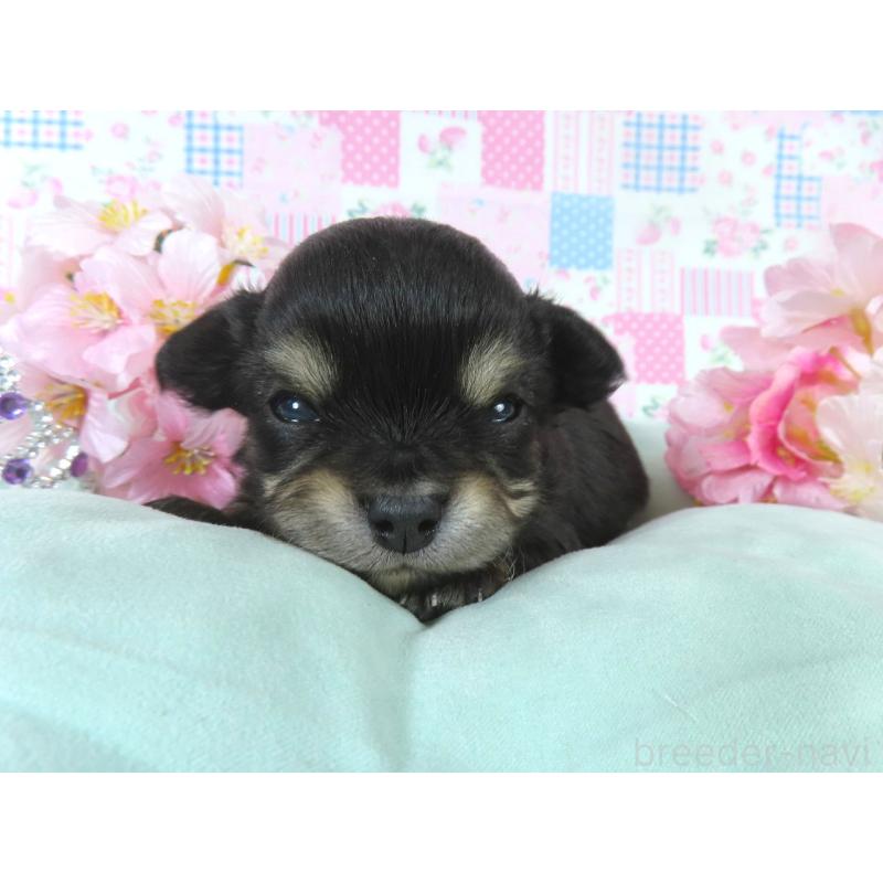 販売中の千葉県のチワワ(ロングコート)-454403の4枚目