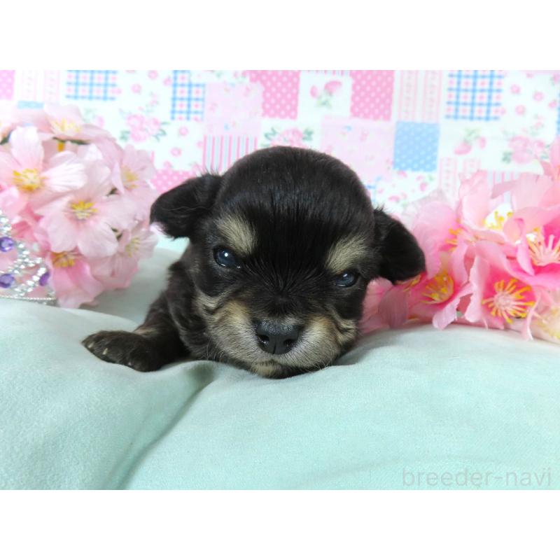 販売中の千葉県のチワワ(ロングコート)-454403の3枚目